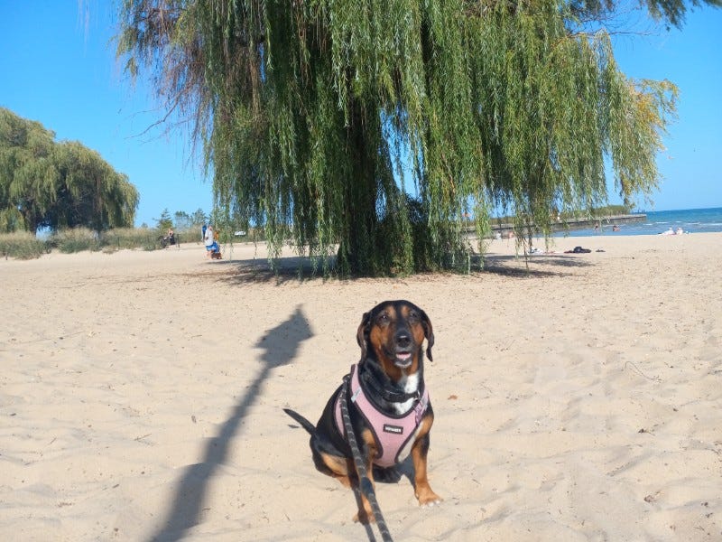 Weeping willow tree with a Dachshund mix in front of it, sitting on beach sand