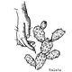 Mojave Desert Tumbleweed Association