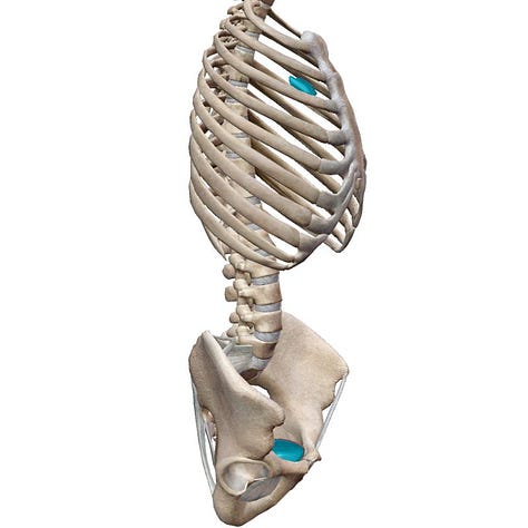 Thymus located in ribcage, relative to heart, and to bladder