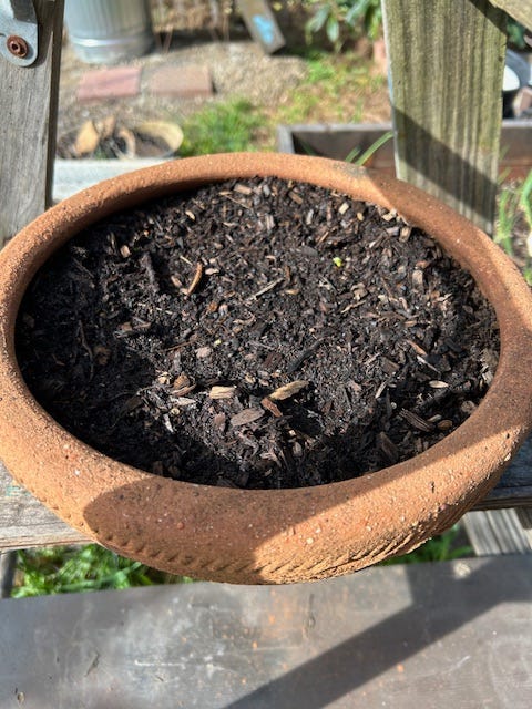 Terra cotta planter sitting outside with one tiny flower sprout coming up in the dirt.