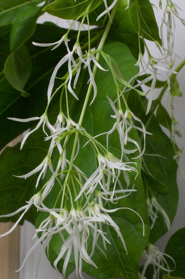 A small tree and closeup of dangling white flowers