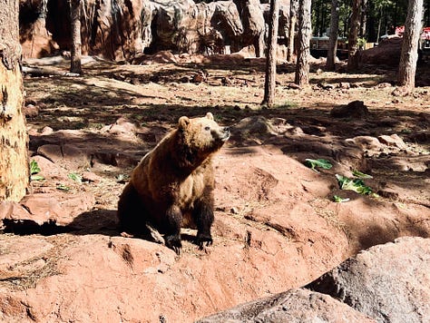 bear, bison, trail
