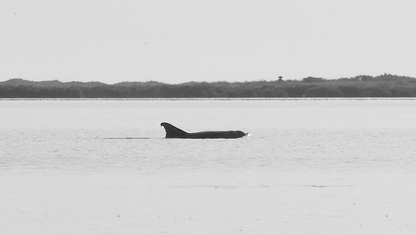 Dolphin surfacing in South Bay Dolphin surfacing in South Bay