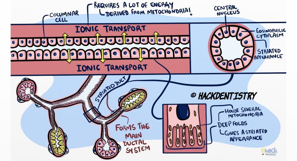 Salivary gland: Secretory cells and ducts (Note & Video