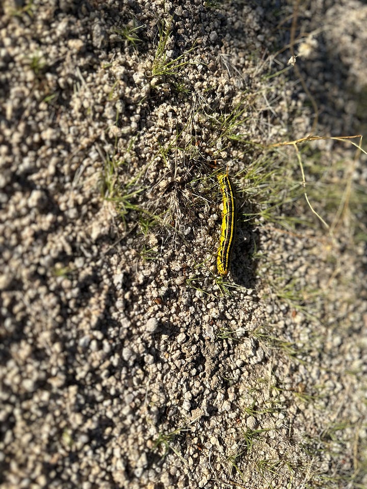 yellow flowers striped caterpillar