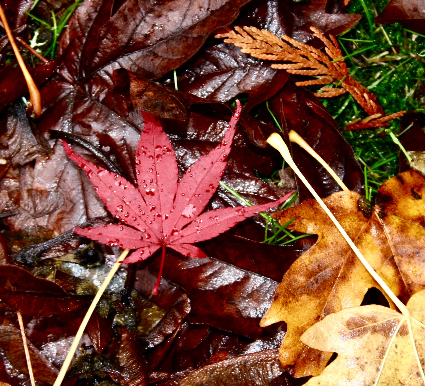 Crimson star-shaped leaves in the rain. Photo by JPC.