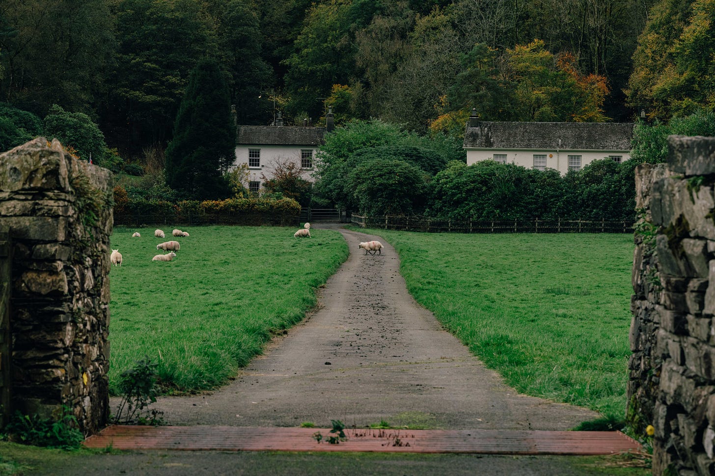 Pathway leading toward a white farmhouse with sheep grazing in a field, Lake District rural village setting. Pathway leading toward a white farmhouse with sheep grazing in a field, Lake District rural village setting.