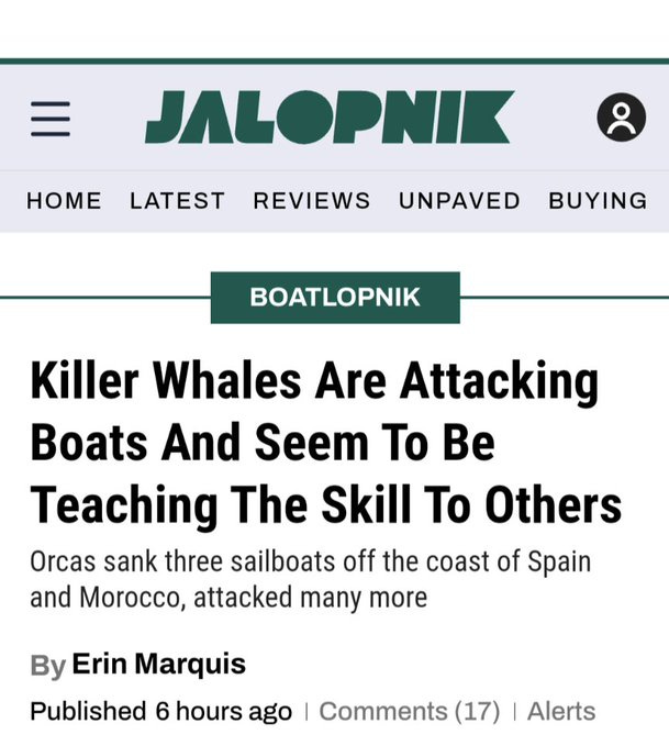 A screenshot of an article, which says: Killer Whales Are Attacking Boats And Seem To Be Teaching The Skill To Others
Orcas sank three sailboats off the coast of Spain and Morocco, attacked many more