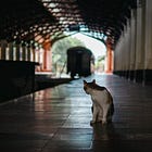 Back on Track? Paraguay’s Railway Revival Faces Delays