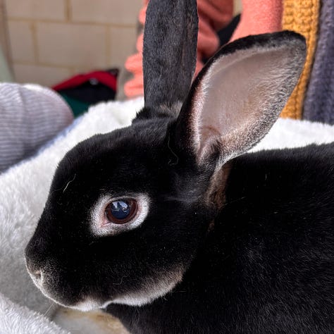 black rabbit, tri-color guinea pig, brown dog, white dog in a stroller, igunana, tri-color cat, black dog  with support wheels