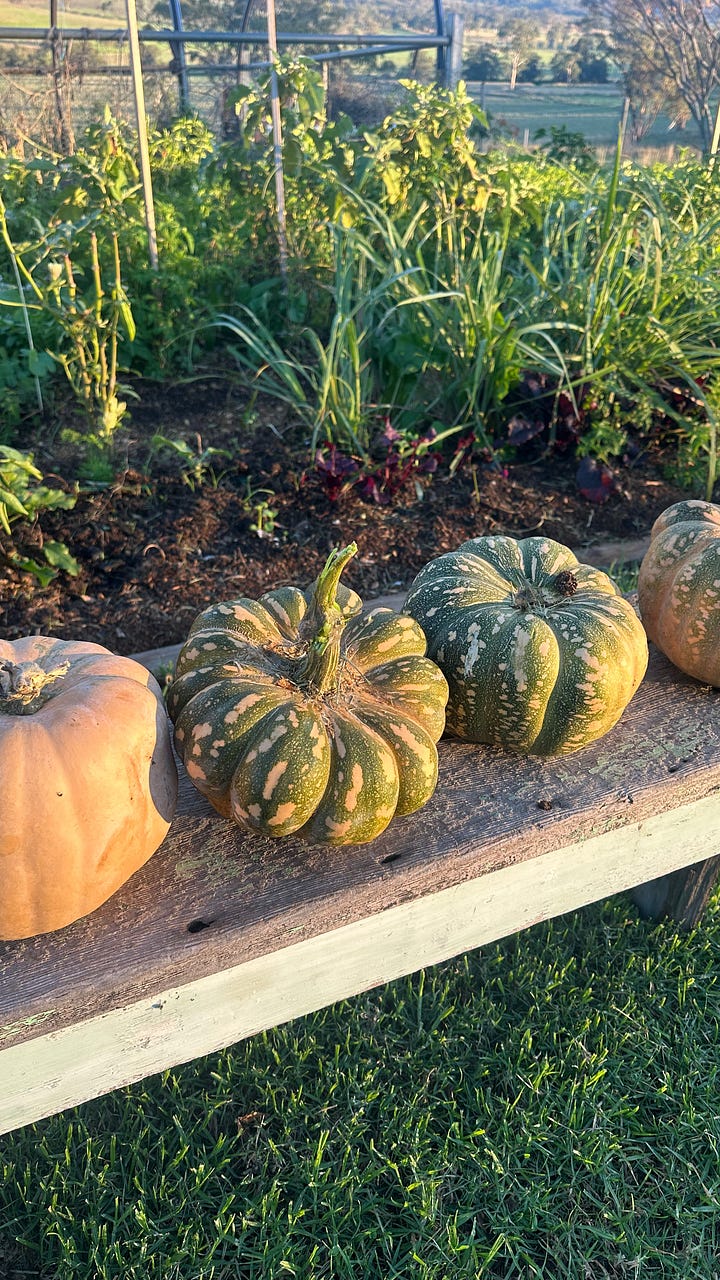 Some beautiful rainbows and sunsets in the valley, some quality winding down time with the pumpkins and the poor pumpkin that grew through the fence and needed to be surgically removed 🥹
