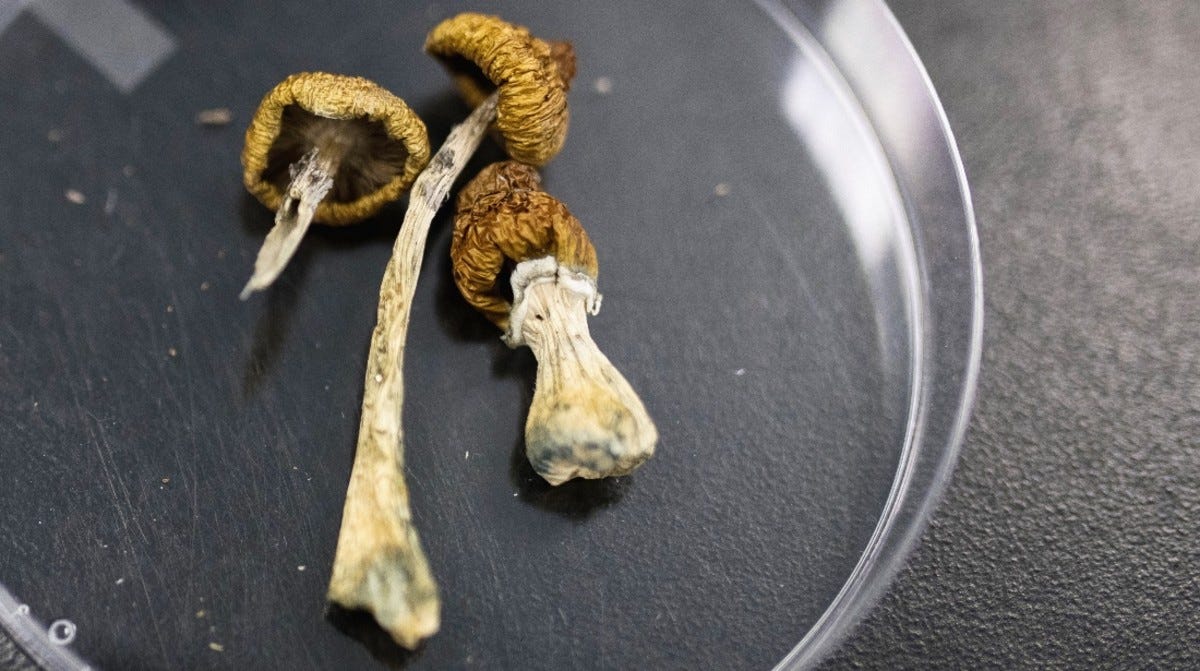 Psilocybin mushrooms