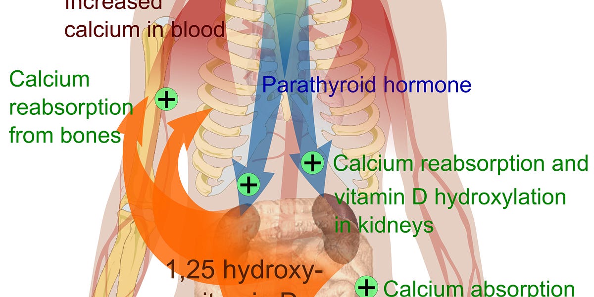 EMF Sensitive? You Need More Calcium!