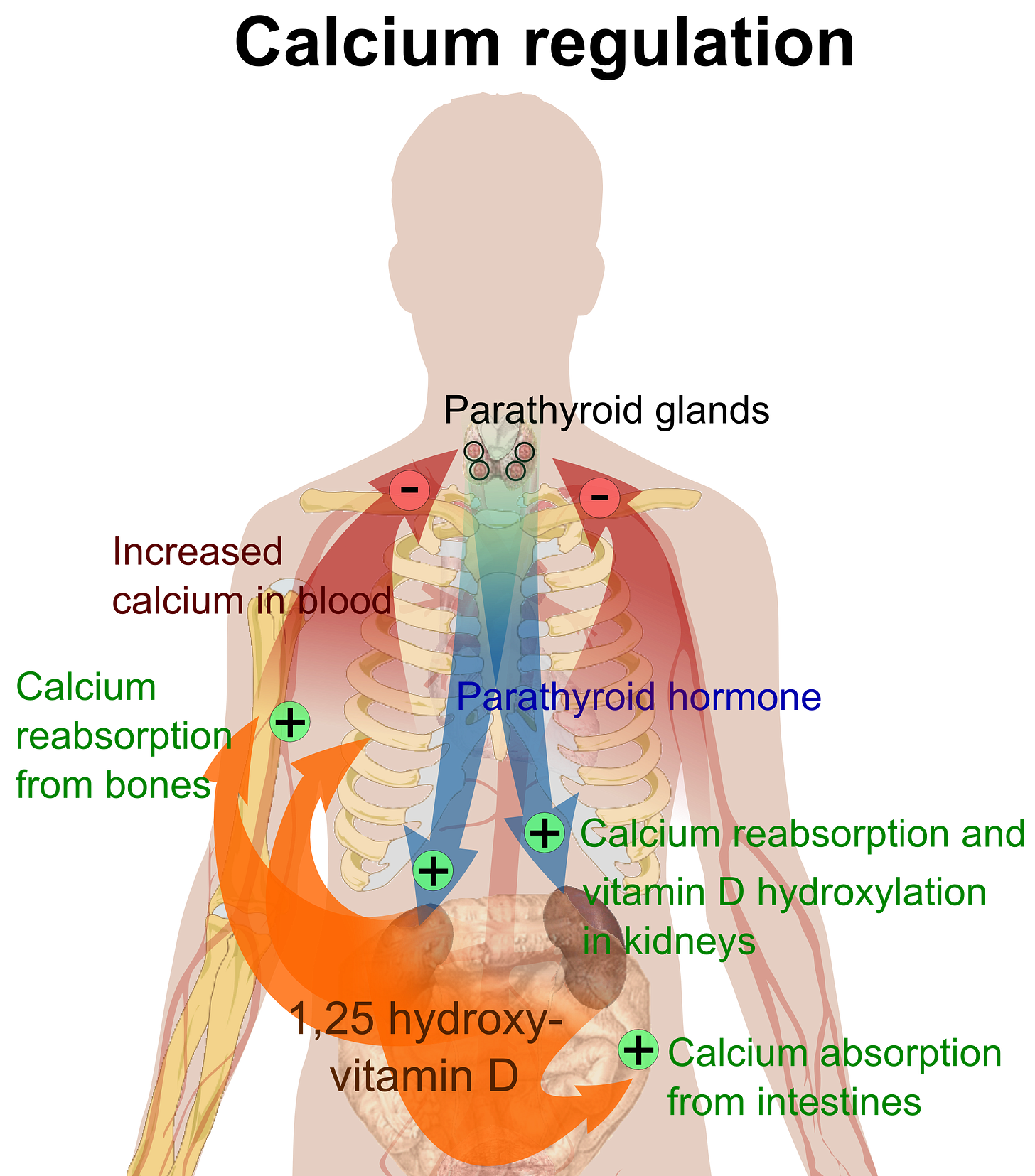 This is an image of how calcium is regulated in the body.