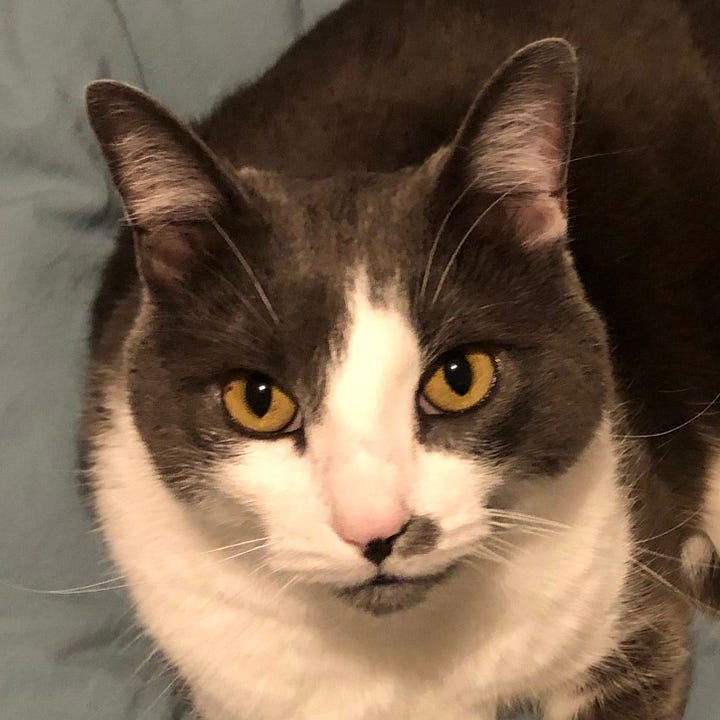 A gallery of four close up photos of Haku's face from images from the post.