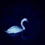 Shahd's avatar