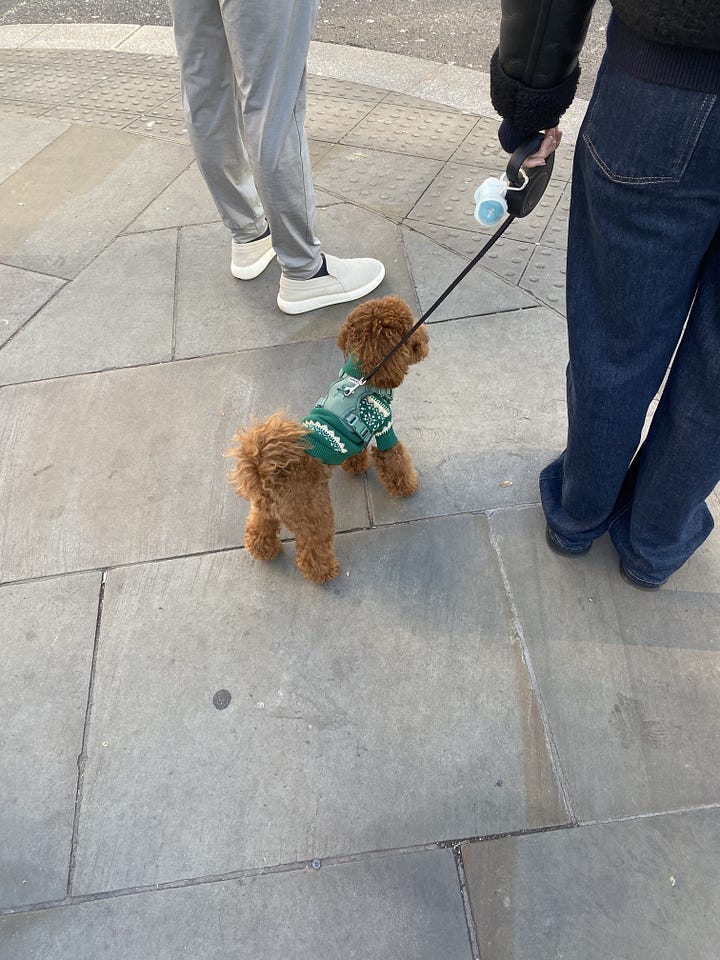 On the left is a small black and grey dog waiting at a train platform in a red Christmas jumper and on the right is a very small poodle-like dog on the pavement, dressed in a green knit