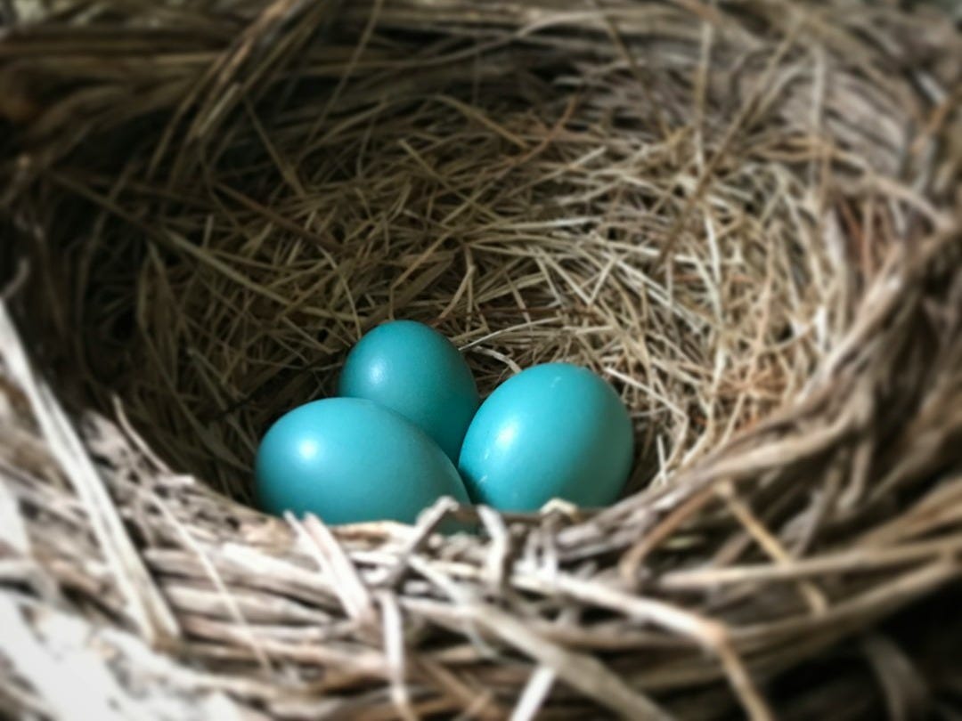 two blue eggs in a nest of straw
