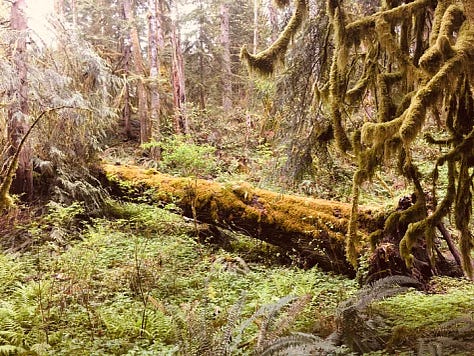 Trees and forests