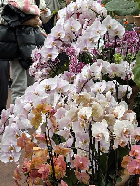 closeups of Orchids