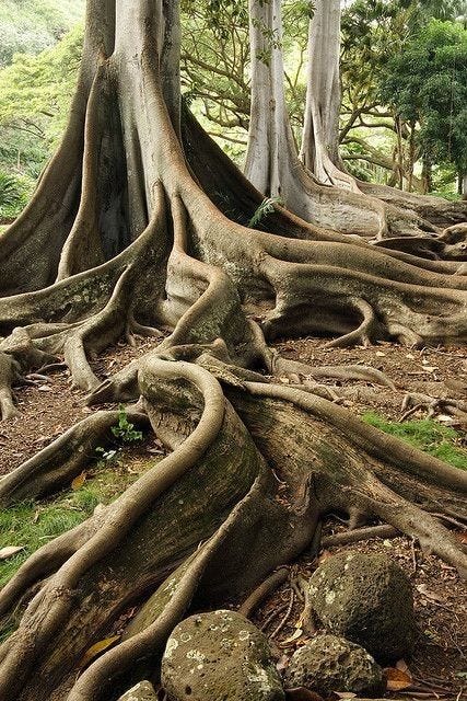 Large wavy tree roots