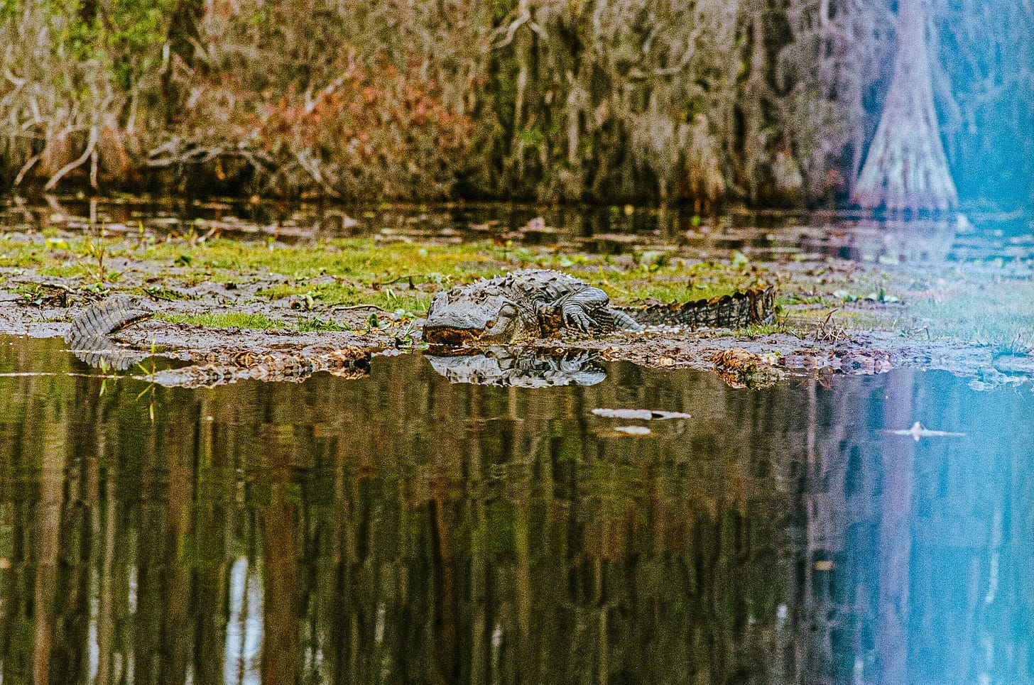 A crocodile on a small island in the water

AI-generated content may be incorrect.