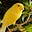Canary Ina Coalmine's avatar