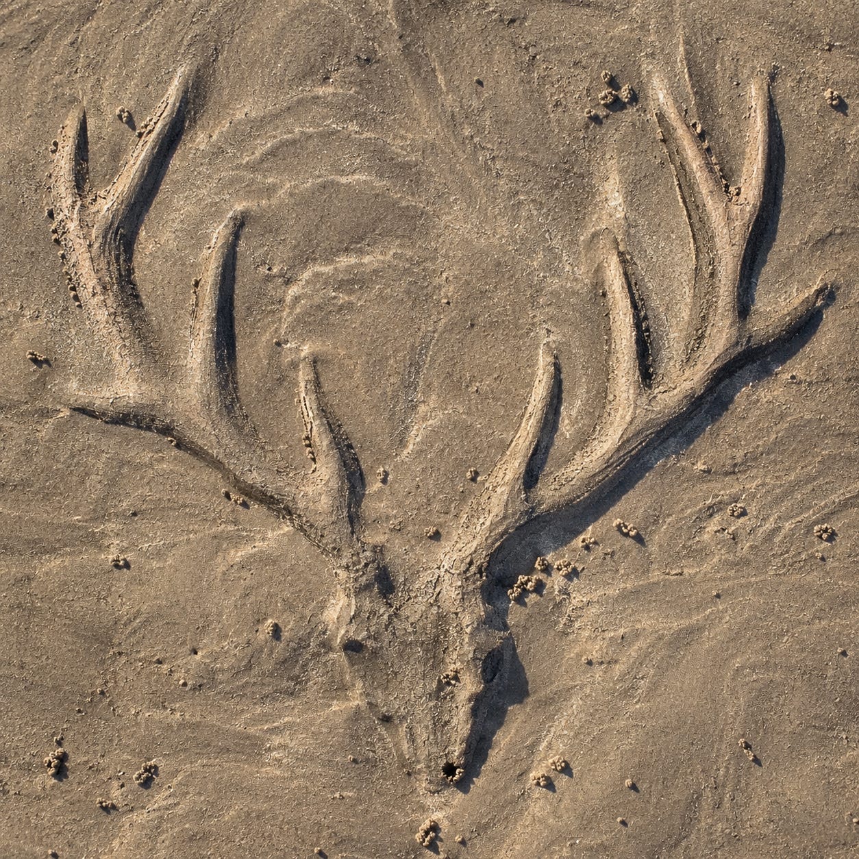 Two Deers Ten Doors Down