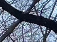 Branches against the sky making X marks the spot.