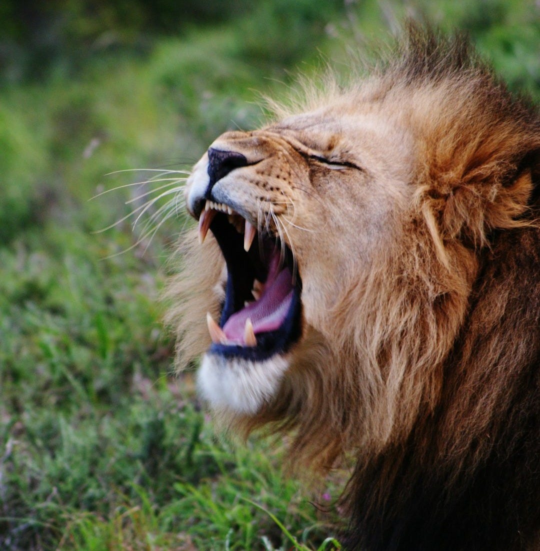 yawning lion