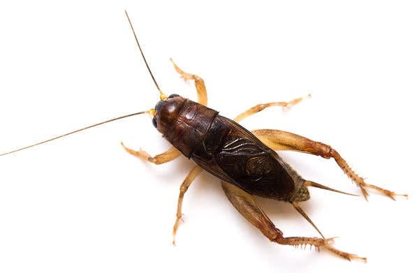 The Indies short-tailed cricket.