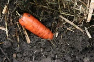 overwintered carrots, the sweetest ever! 