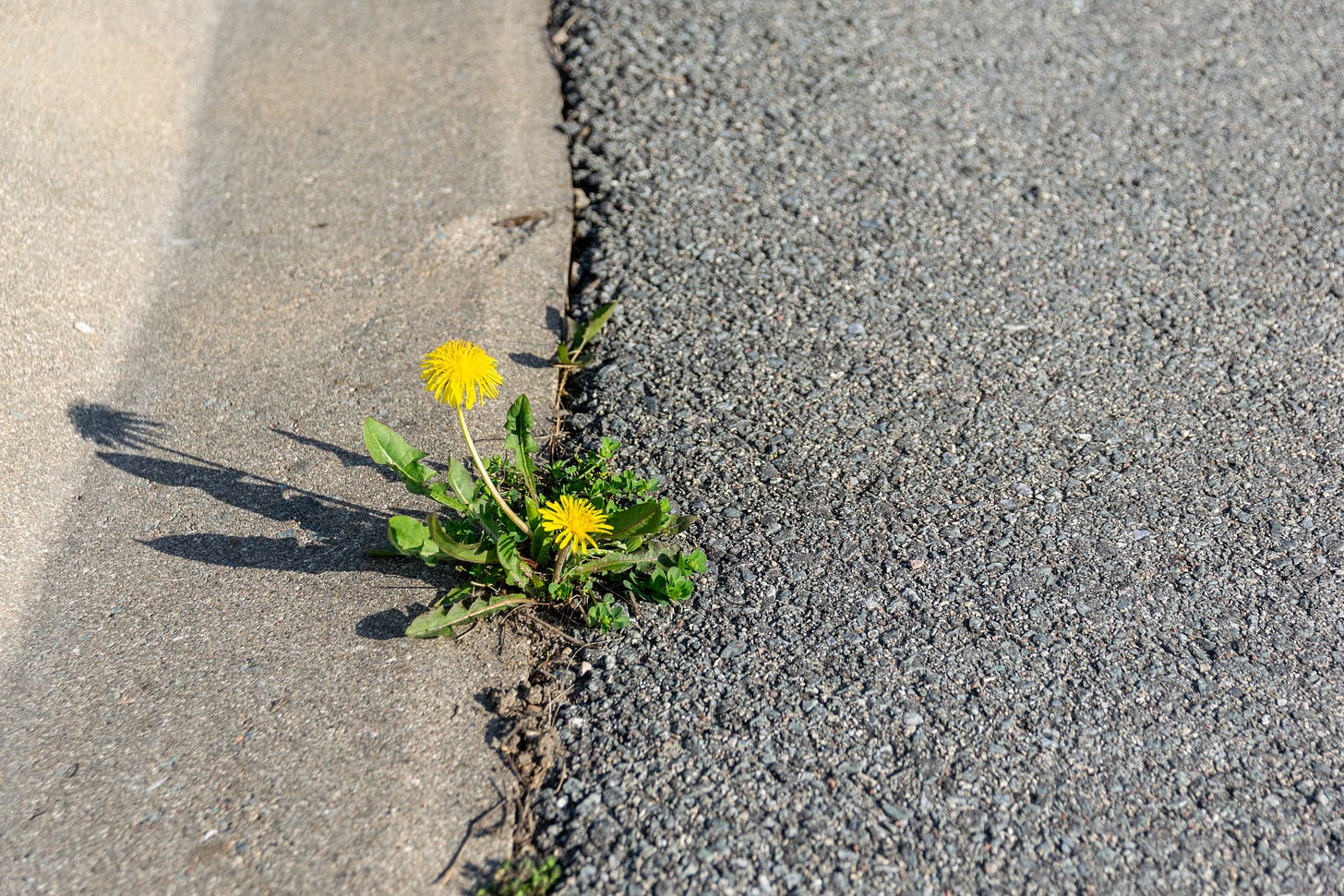 Small dandelion plant growing in a crack in the street.
