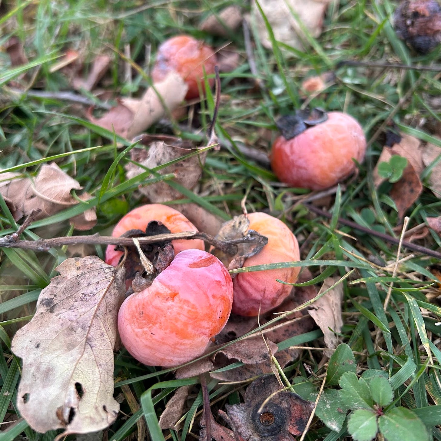 Four persimmons that have fallen to the ground, looking somewhat wrinkly but very must still in harvestable condition.
