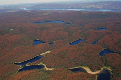 pine beetle damage