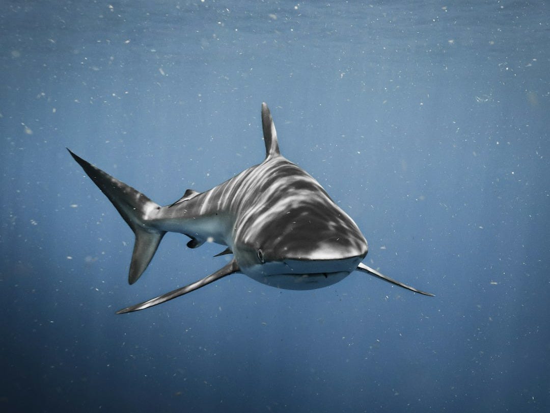 a great white shark swimming in the ocean a great white shark swimming in the ocean