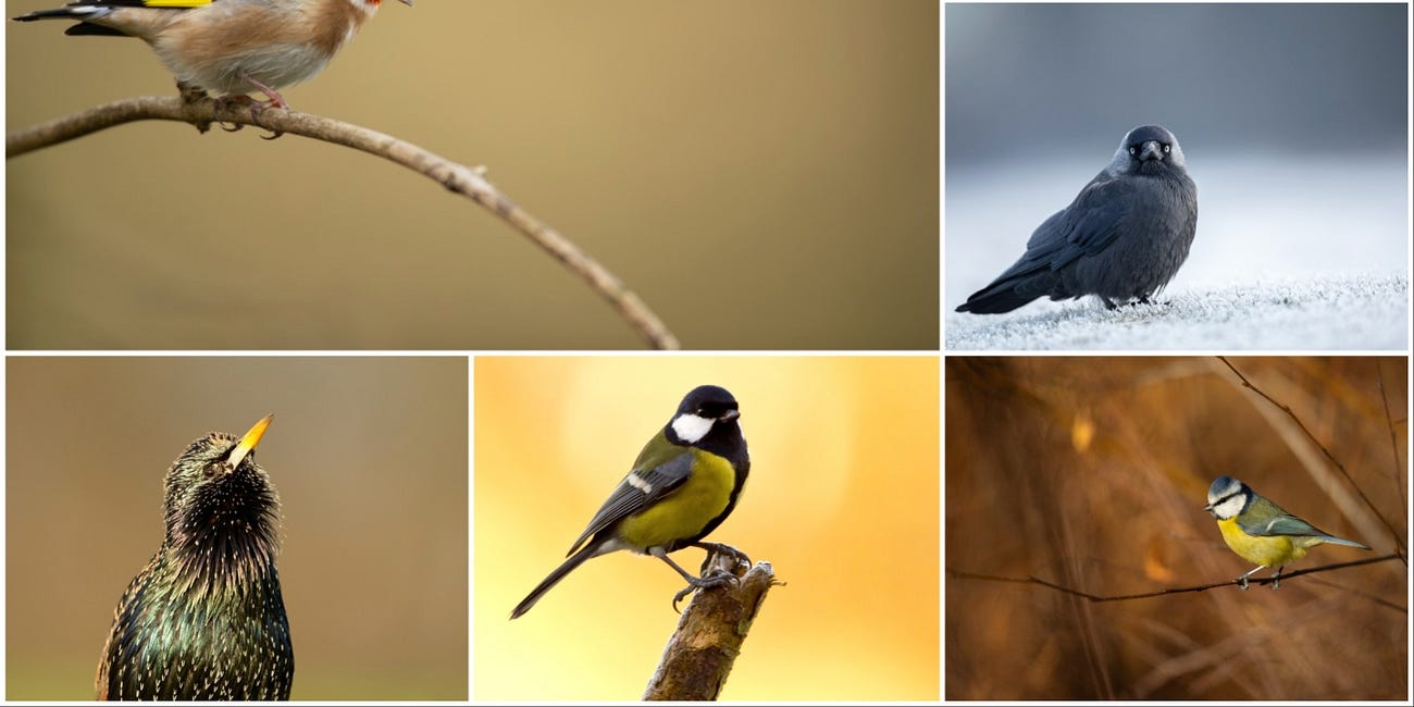 Big Garden Birdwatch reveals regional bird trends