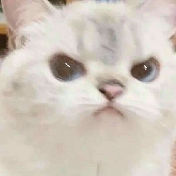 gato bebé enojado : r/cute
