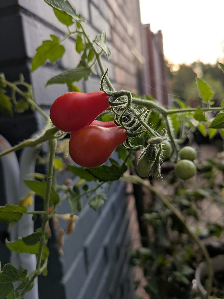 Some little tomatoes I grew this summer. The tomatoes I roasted for the soup.