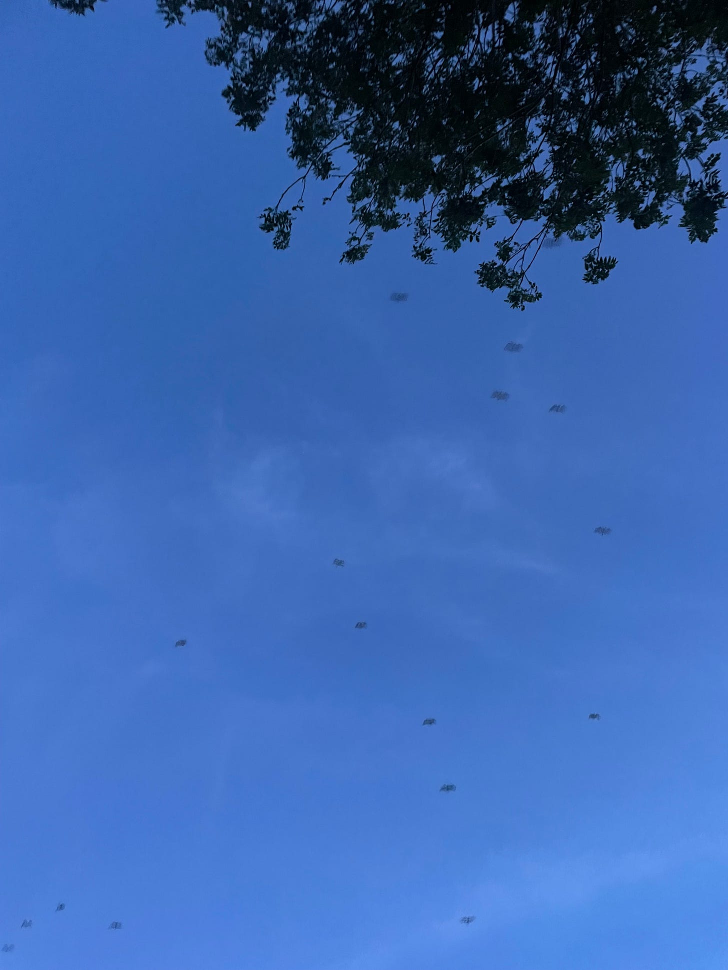 A deep purple sky framed by black branches, with several birds flying past in formation