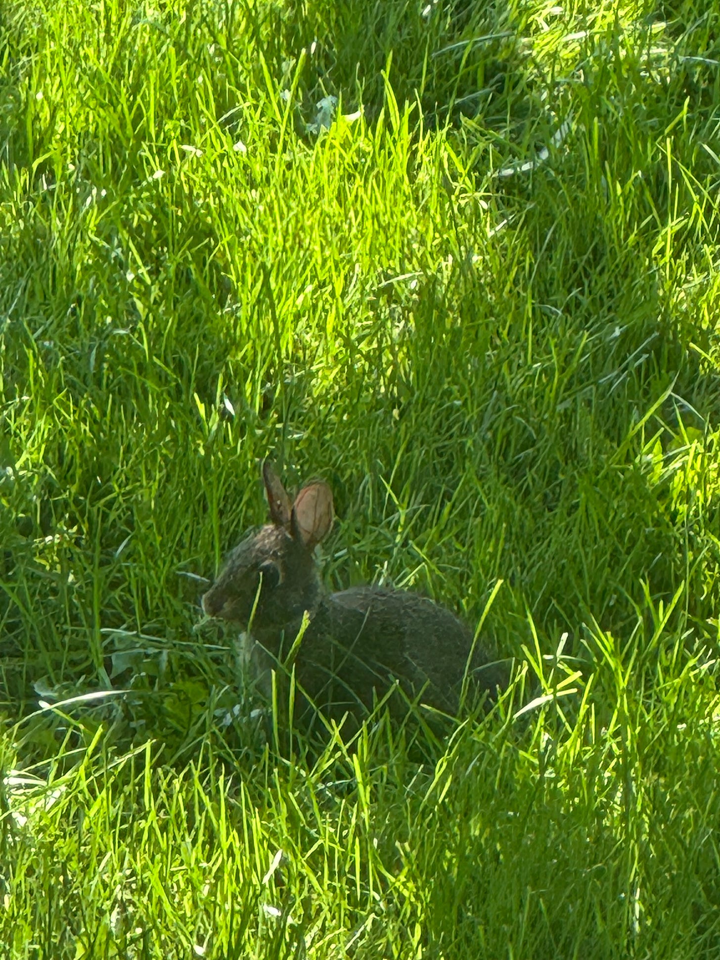 iPhone photo of the aforementioned bunny, munching grass adorably