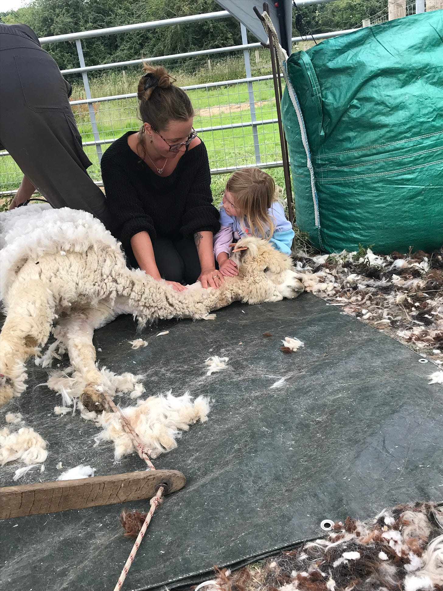 mother and daughter holding the neck of a white alpaca on the shearing mat