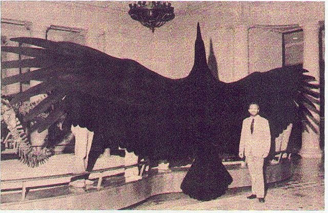 teratornis | Big animals, Animals, Cryptozoology