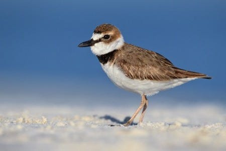 Wilsons_Plover_03-10-2012_1 Wilsons_Plover_03-10-2012_1