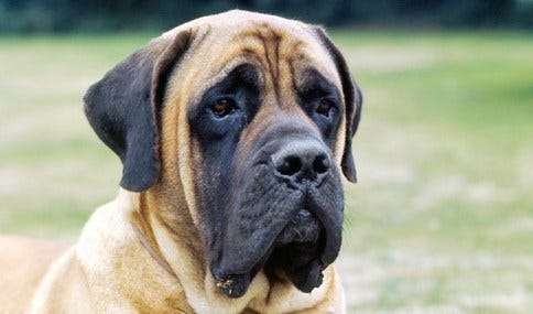 mastiff-doggy-scoop-two-1 mastiff-doggy-scoop-two-1