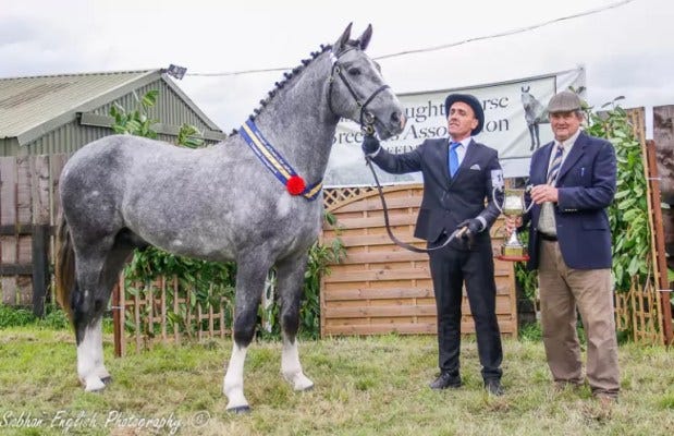 Irish Sraught Horse Irish Sraught Horse