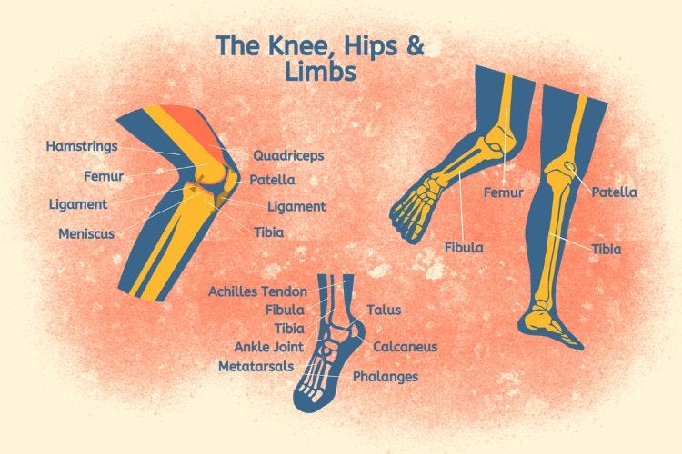 Lower Extremities (Skeleton) Lower Extremities (Skeleton)