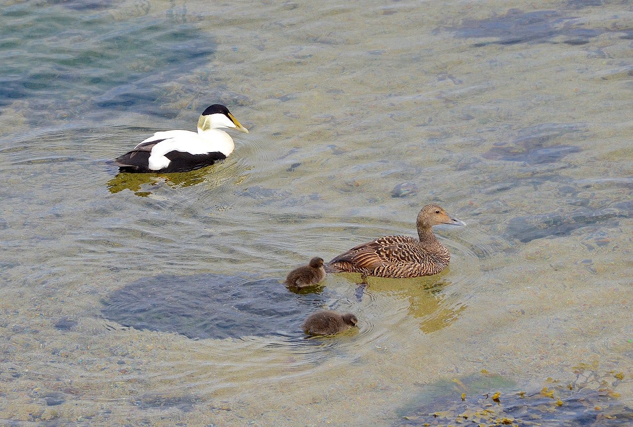 A male and female common eider swimming in shallow water with two ducklings