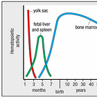 Hematopoiesis: The Superhero Training Ground of Your Immune System