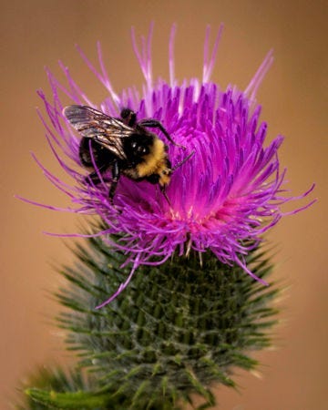A bee on a purple flower